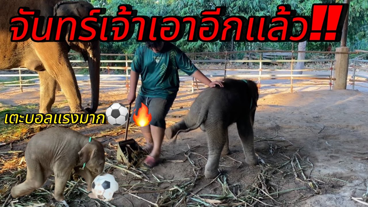 จันทร์เจ้าเอาอีกแล้วว‼️ ซ้อมบอลทุกวัน⚽️🔥#พลายดาวมงคล