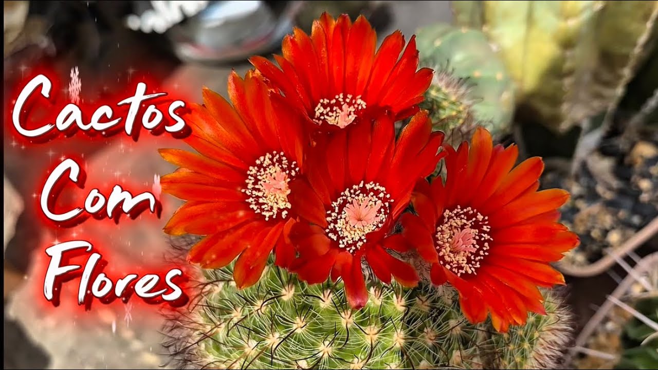 Cactos Com Flores 🌵