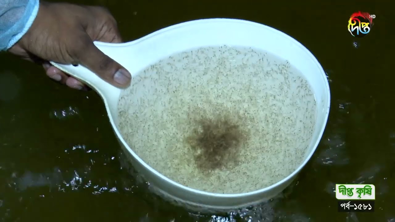 Deepto Krishi | থাইল্যান্ড থেকে আমদানিকৃত ভেনামি চিংড়ির ব্রুড মাছ থেকে কিভাবে ডিম সংগ্রহ করা হয়?