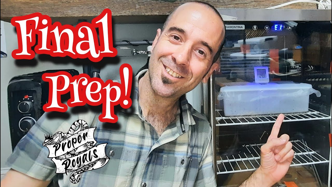 Ball Python Incubator Final Checklist - Eggs are on the way!!