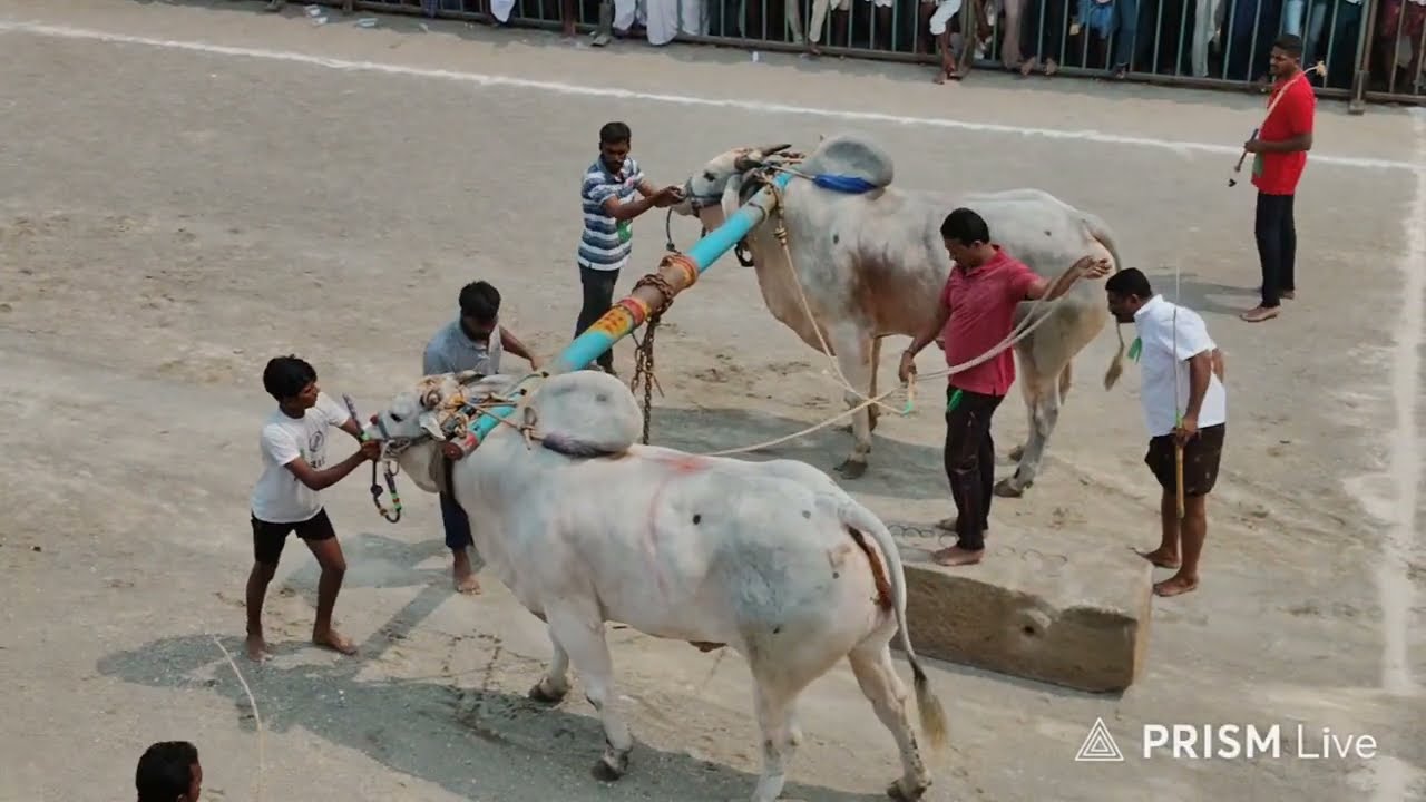 కొండయ్య స్వామి జక్పాట్ విభాగం 3వ జత mcor bulls దుబ్బన్న & తోట తిరుపల్ రెడ్డి గారు 💥💥