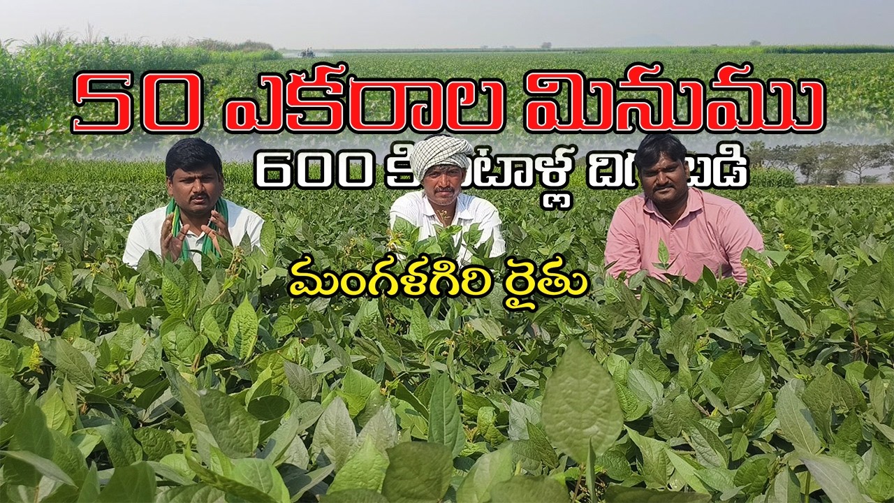 50 ఎకరాల మినుము సాగు,600 క్వింటాలు దిగుబడి నూనె మందులతో సాటి లేని దిగుబడి #minumu #blackgram