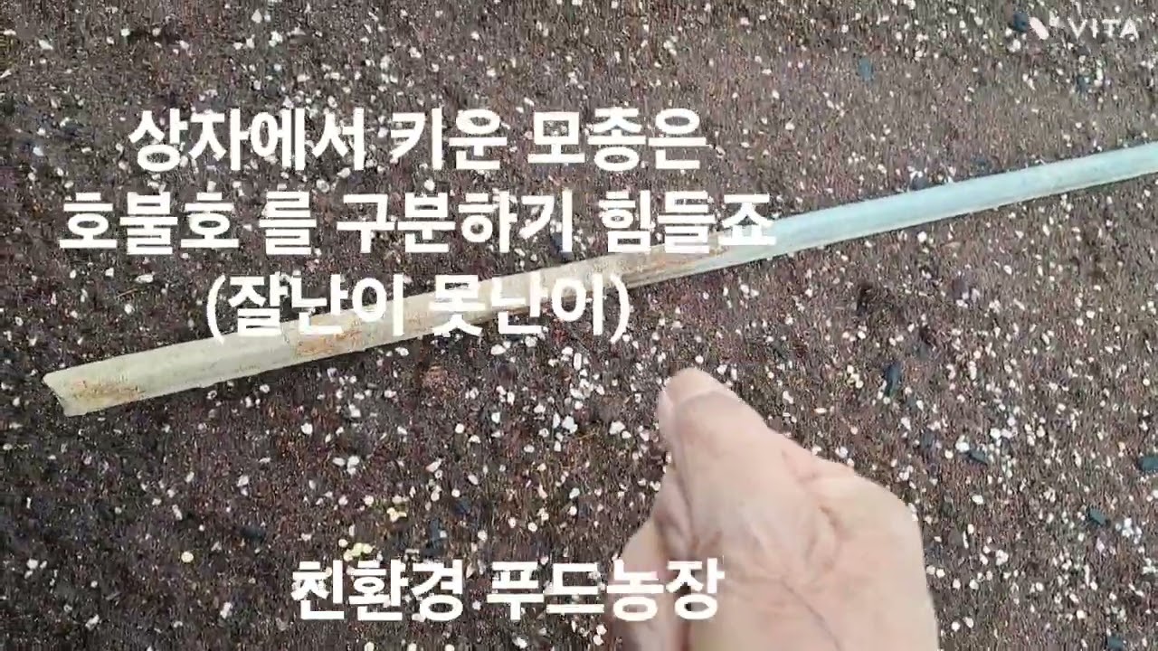 고추 종자를 파종 했어요.
