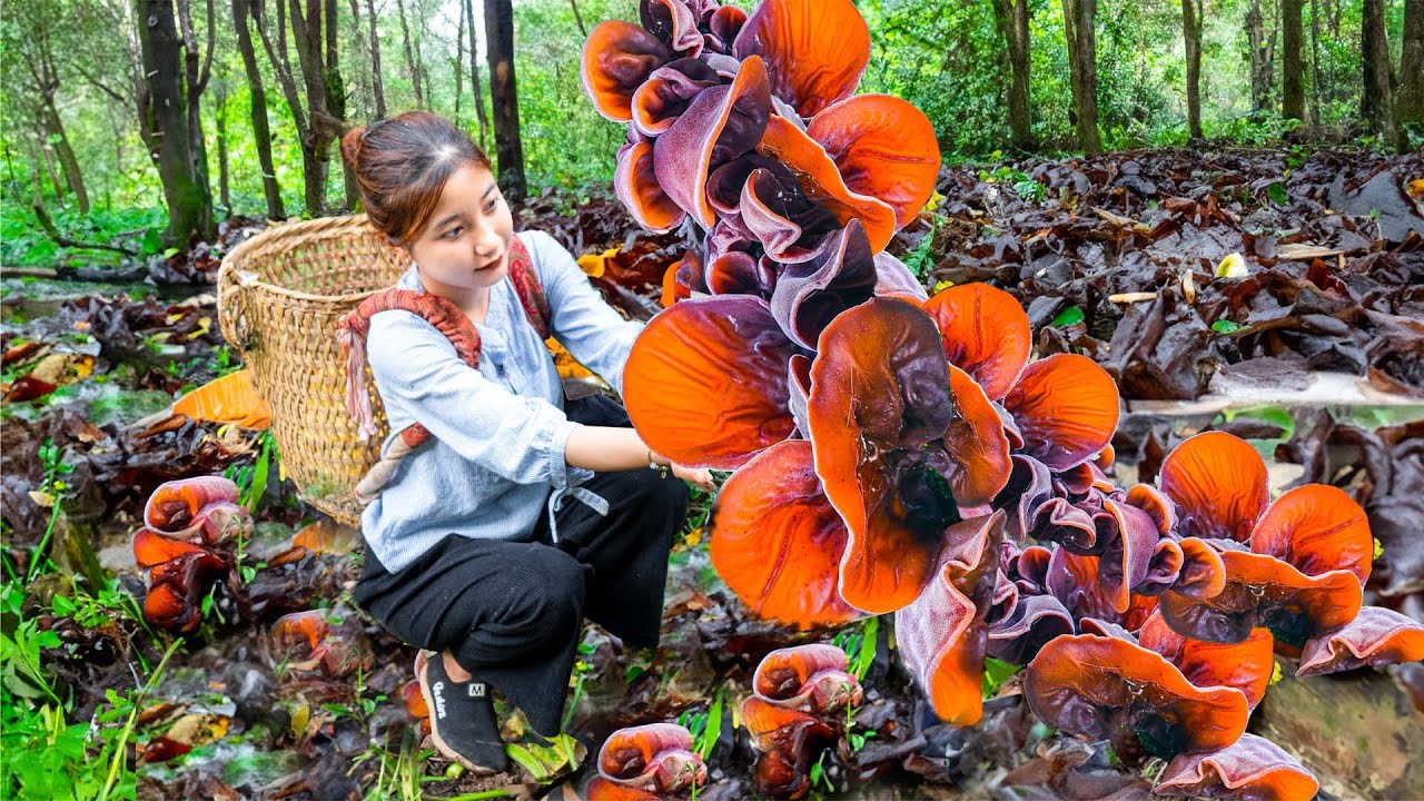 Harvesting Mushrooms growing on Tree Trunks ( Wood Ear Mushroom ) Goes To Market Sell | Growing Tree