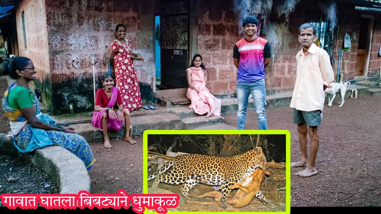 #बिबट्याने घातला घराजवळ धुमाकूळ 😱 | कोकणातील लोकांच्या झाकन्या | #konkan #village #rajapur