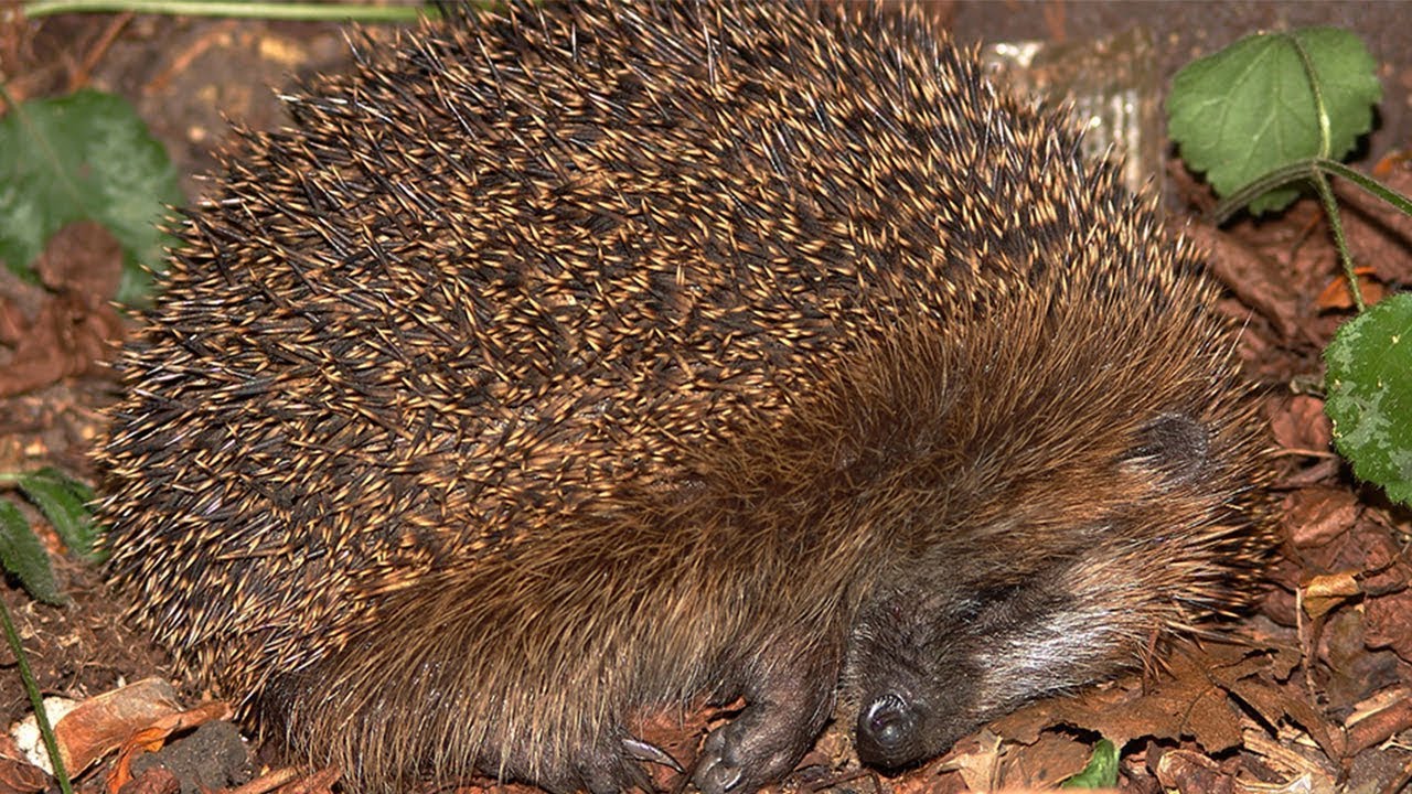 Igel im Winterschlaf: So hilfst Du ihnen