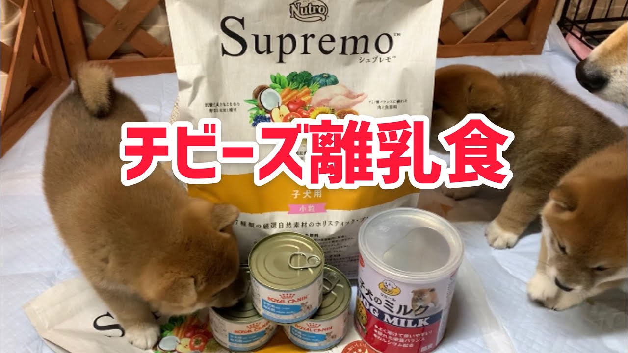 柴犬子犬チビーズの離乳食を作ろう‼️【生後1ヶ月子犬の離乳食開始】