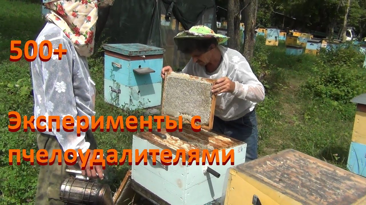 500+ Экспериментируем с пчелоудалителями.