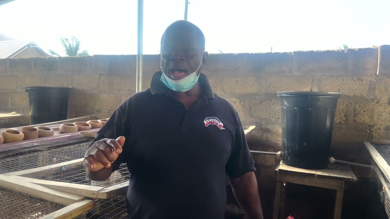 Pandemic Investment got me this far // RABBIT FARMING IN GHANA