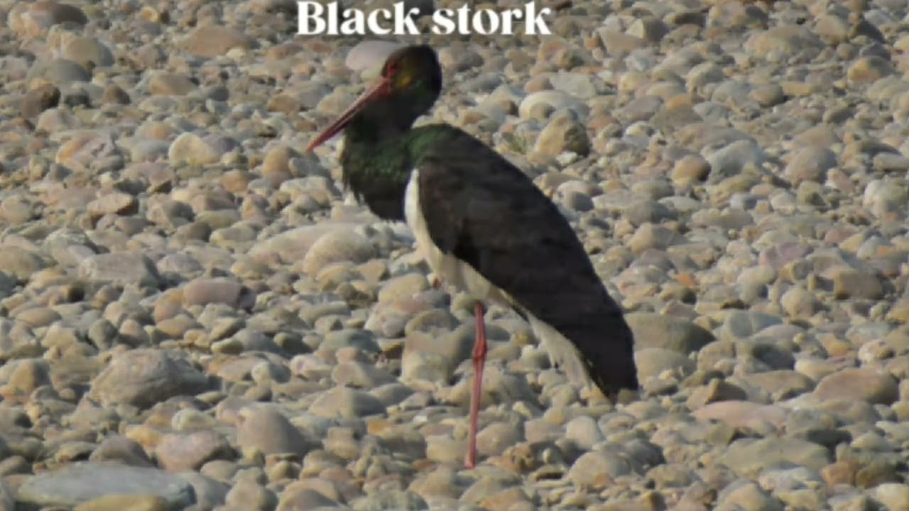 Birds of Indian Forests