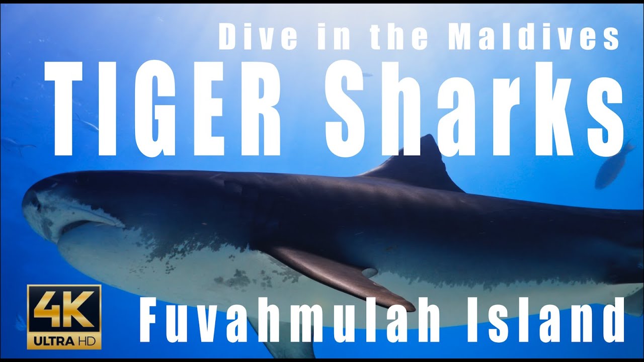 Dangerous Maldives : Dive with the TIGER Sharks at Fuvahmulah, Tiger Beach Maldives 4k - showreel