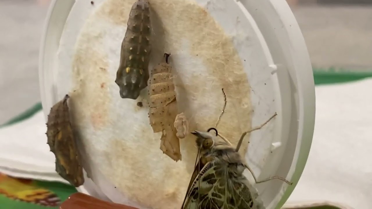 Grow Your Own Butterflies at Home