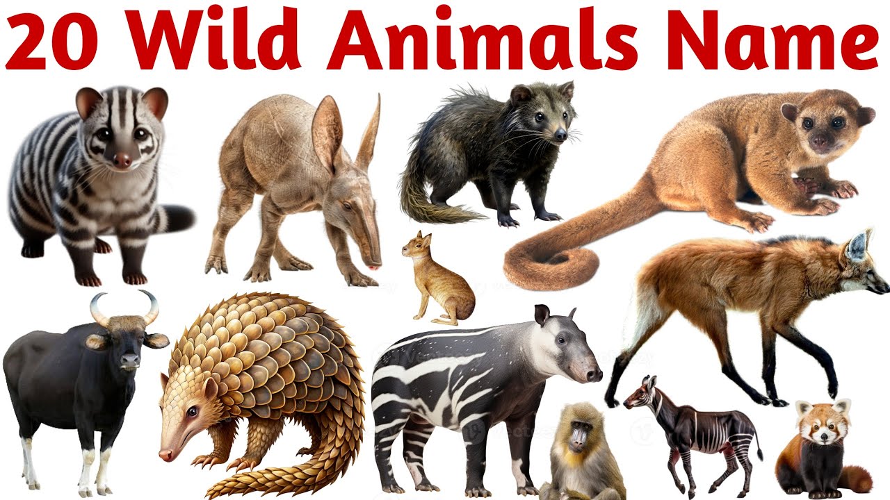 20 Wild Animals Name for Kids | Learn Jungle Animals with Pictures, Sounds & English Hindi Names