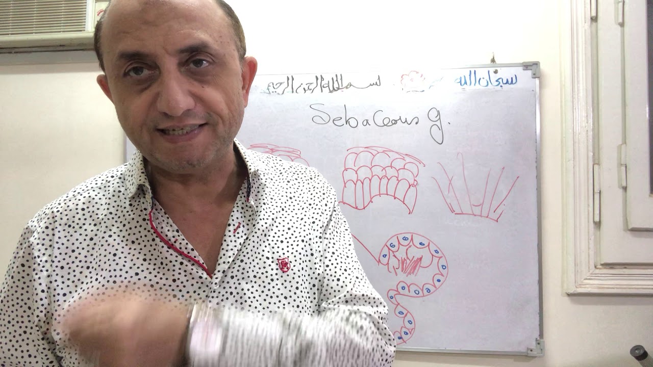 Skin- Sebaceous gland