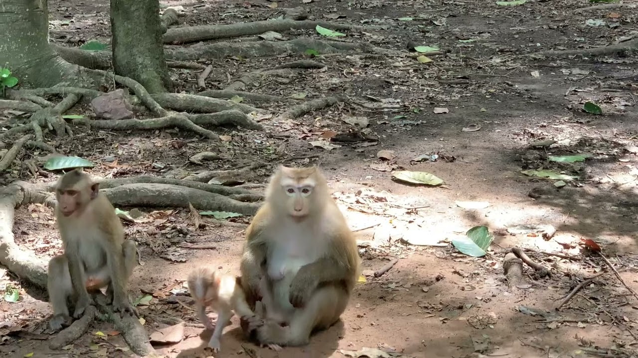 The Monkey Kingdom of Cambodia 2024