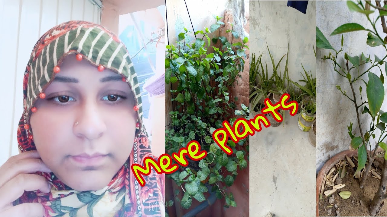 Mere Plants || میرے پودے || SADAF SWEET VLOGS