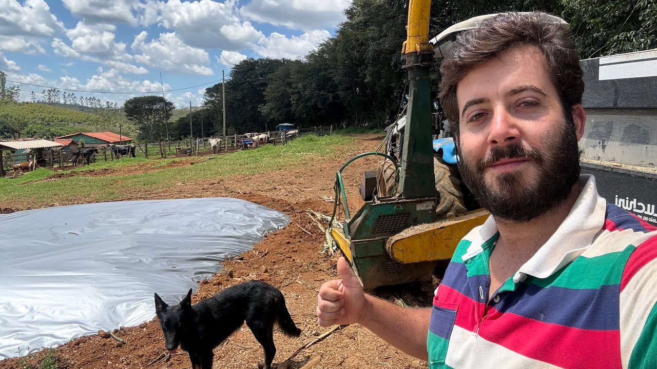 Vamos ter que vender nossa roça de milho veja o que aconteceu na colheita da silagem 