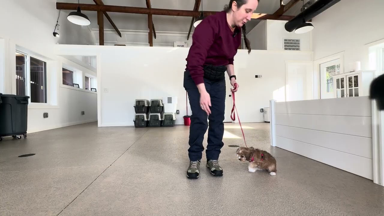 Penny Leash Training 12/08