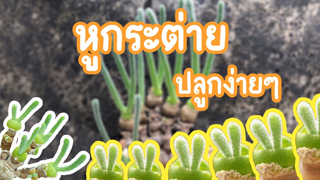 ต้นหูกระต่าย ปลูกต้นหูกระต่าย Bunny Succulent