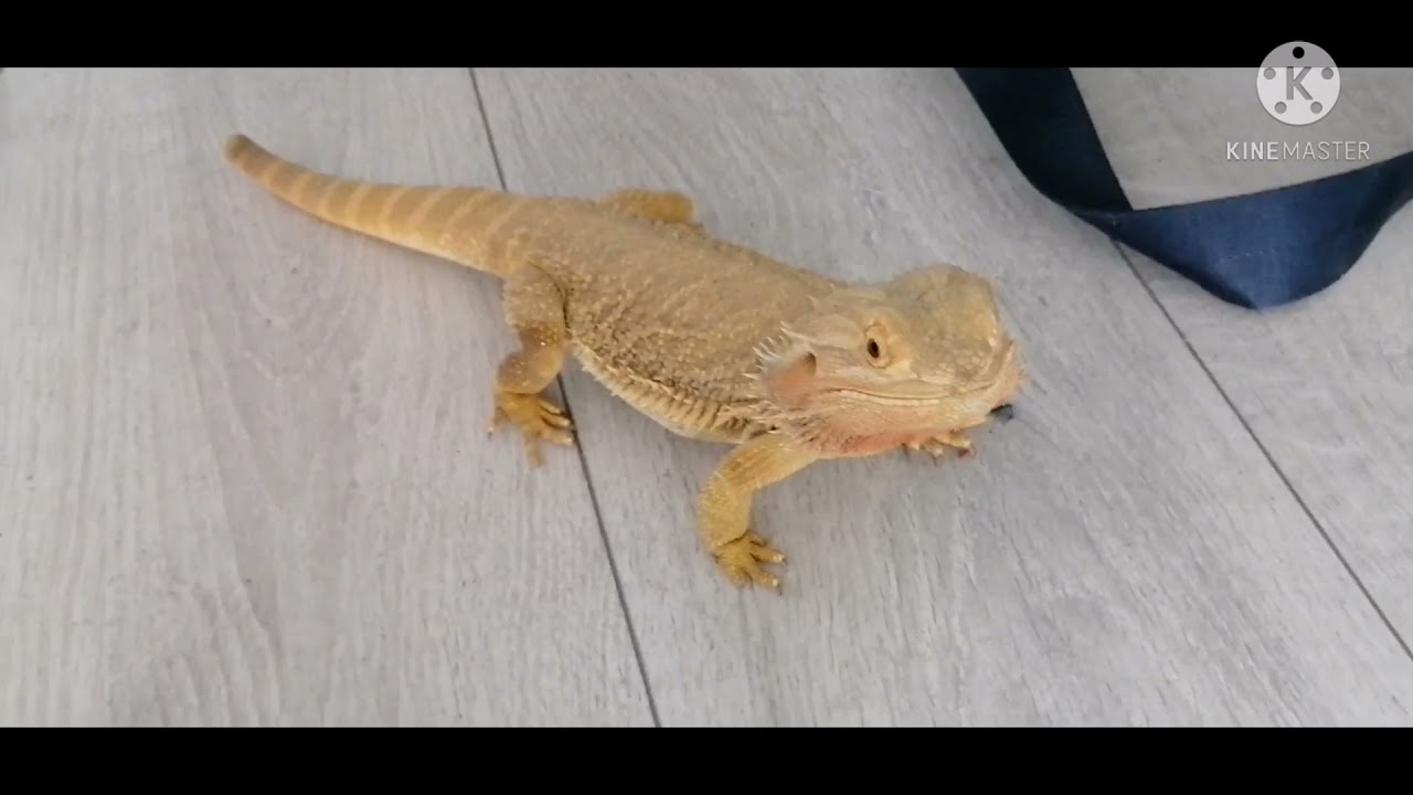 Agama brodata🙂czy to dobra jaszczurka na początek? 🤔