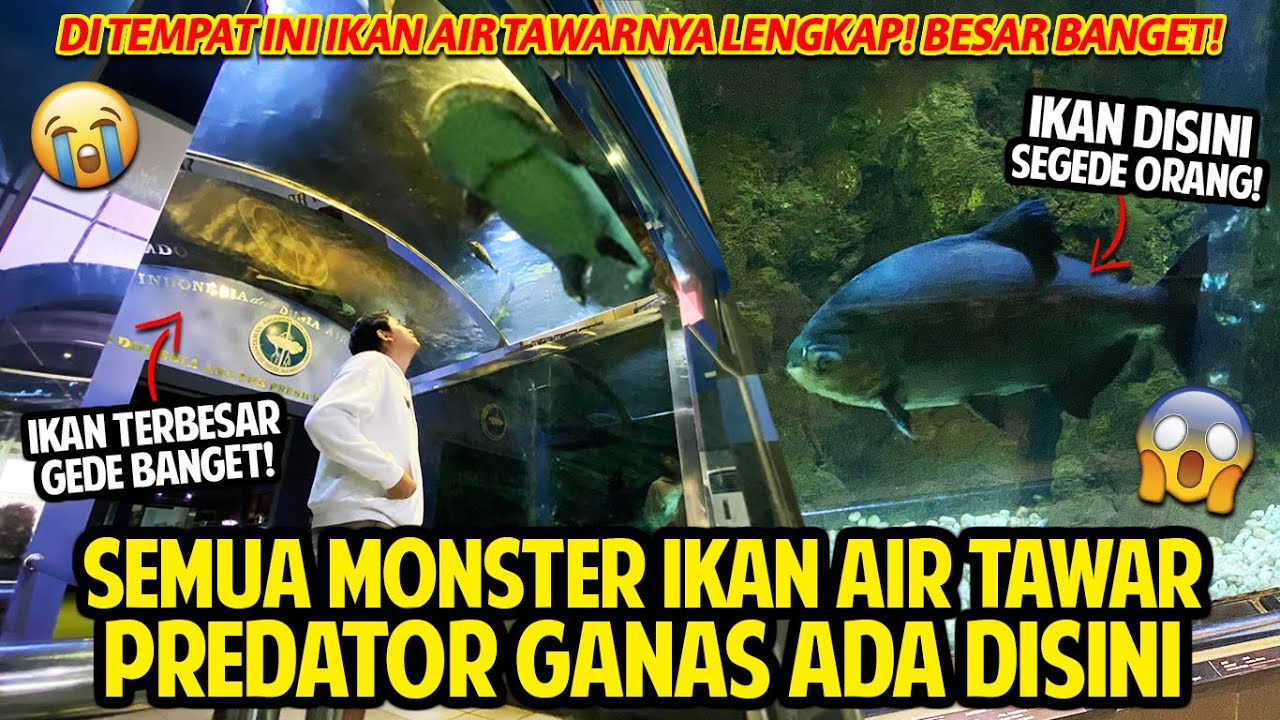 SEMUA MONSTER IKAN PREDATOR AIR TAWAR TERBESAR LENGKAP DISINI! ! DUNIA AIR TAWAR TMII!  #PART1