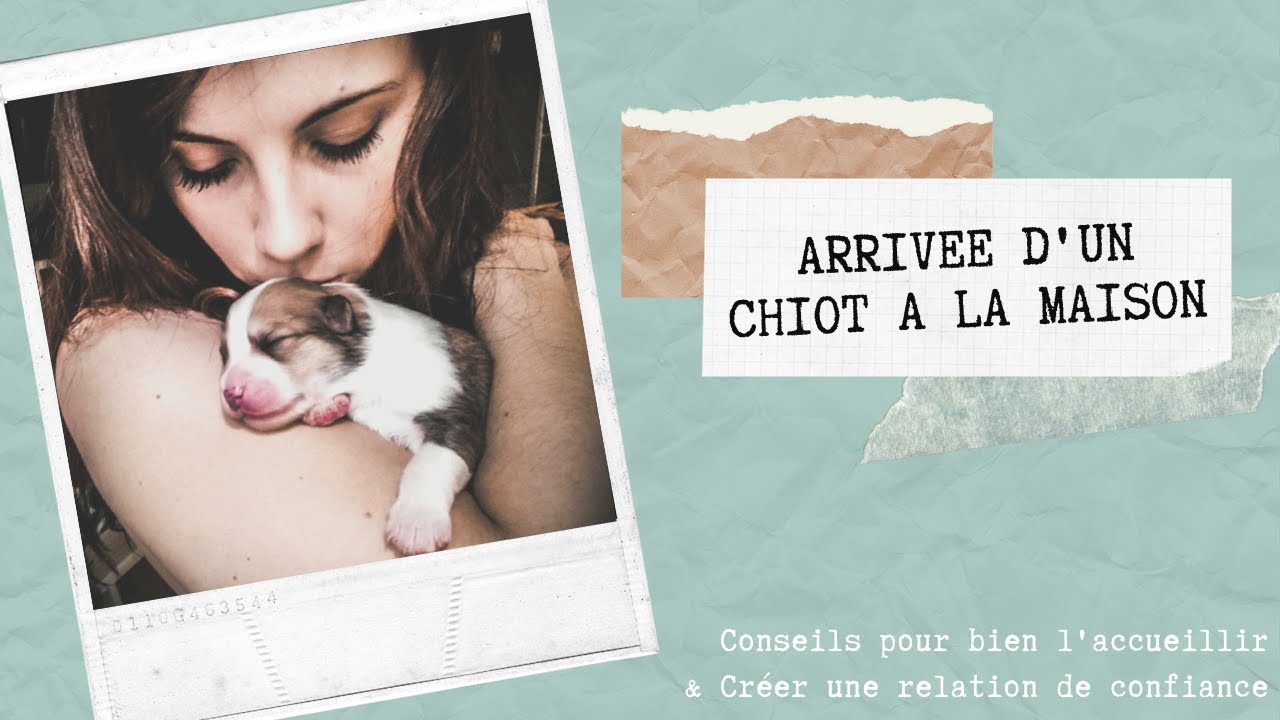 ACCUEILLIR SON CHIOT À LA MAISON - [ Conseil vétérinaire ]