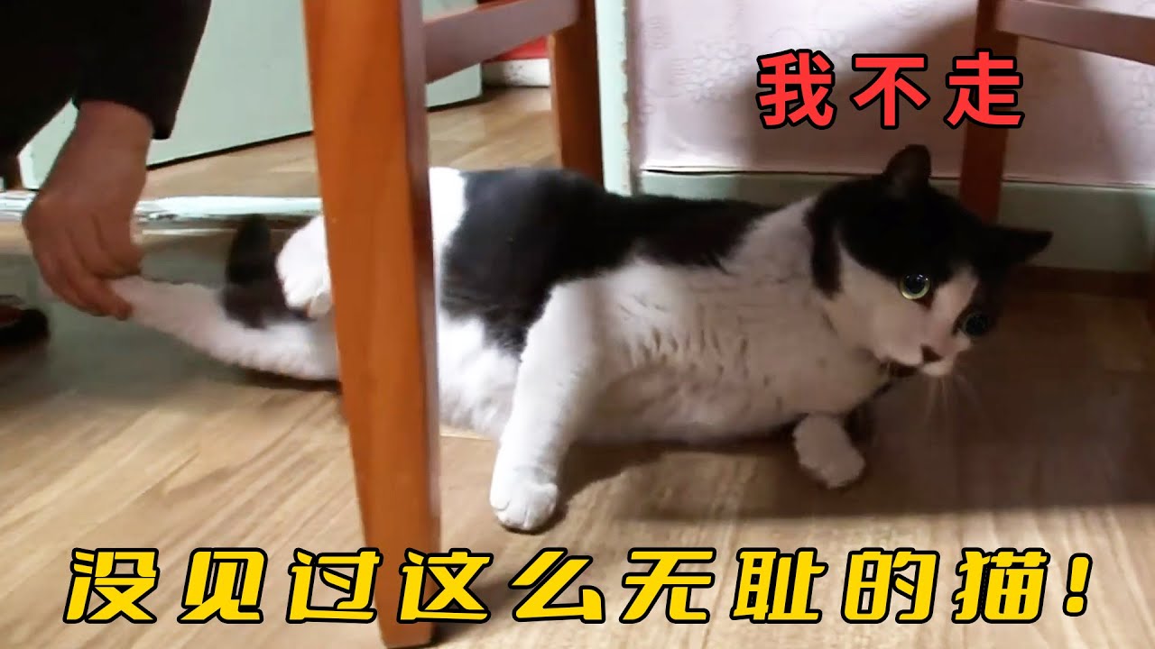 奶牛貓強闖民宅，賴在大姐家裡不走，霸佔房子還欺負狗子！