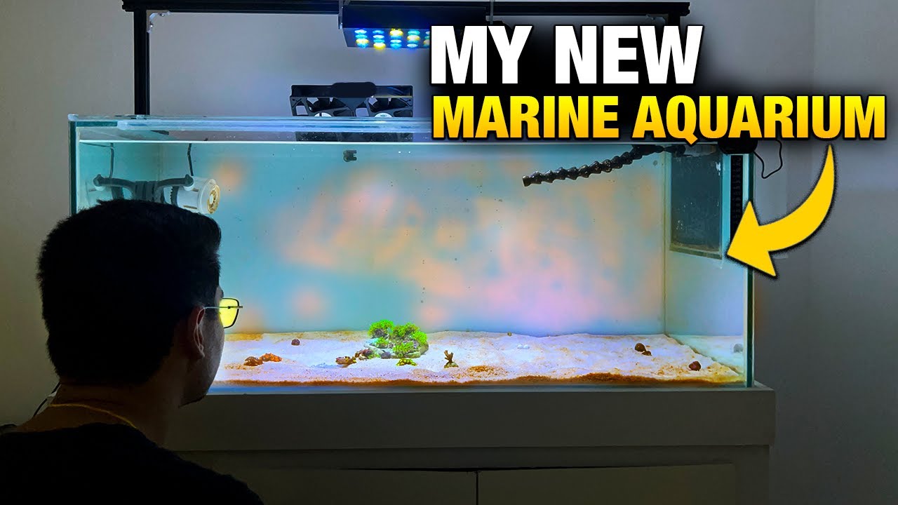 Finally, the First Algae Are Appearing in My New Marine Aquarium!