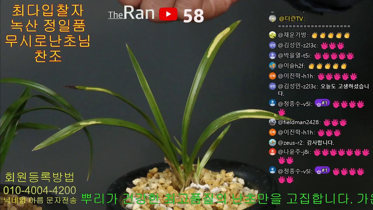 명품난초경매TV-더란-26년 01월 26일 실시간 경매