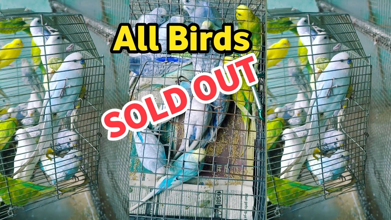 #allbirdssold #birdsaleshorts #youtubedhortsvideo #shortsviral