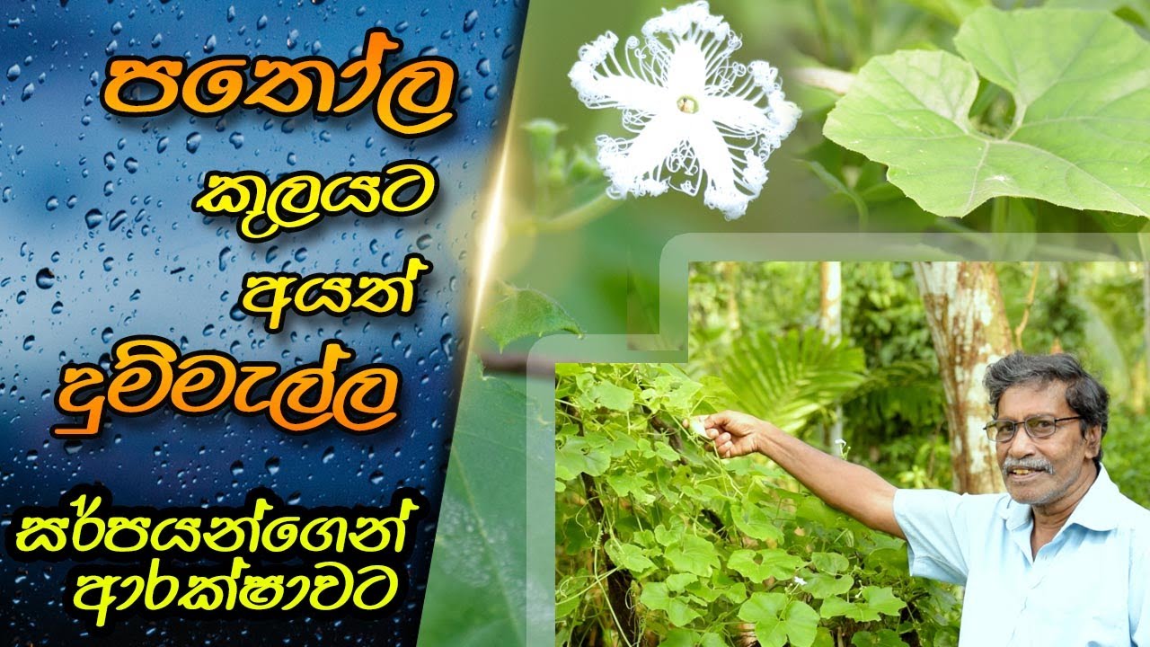 දුම්මැල්ල | Dummella | Kunumella | Dummalla | Pudal | Trichosanthes cucumerina