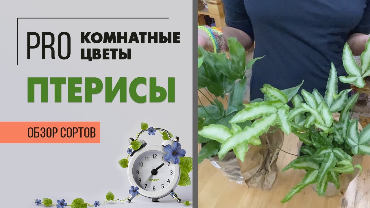 Птерисы - обзор двух сортов папоротника | В чем притягательность птерисов | Комнатные папоротники