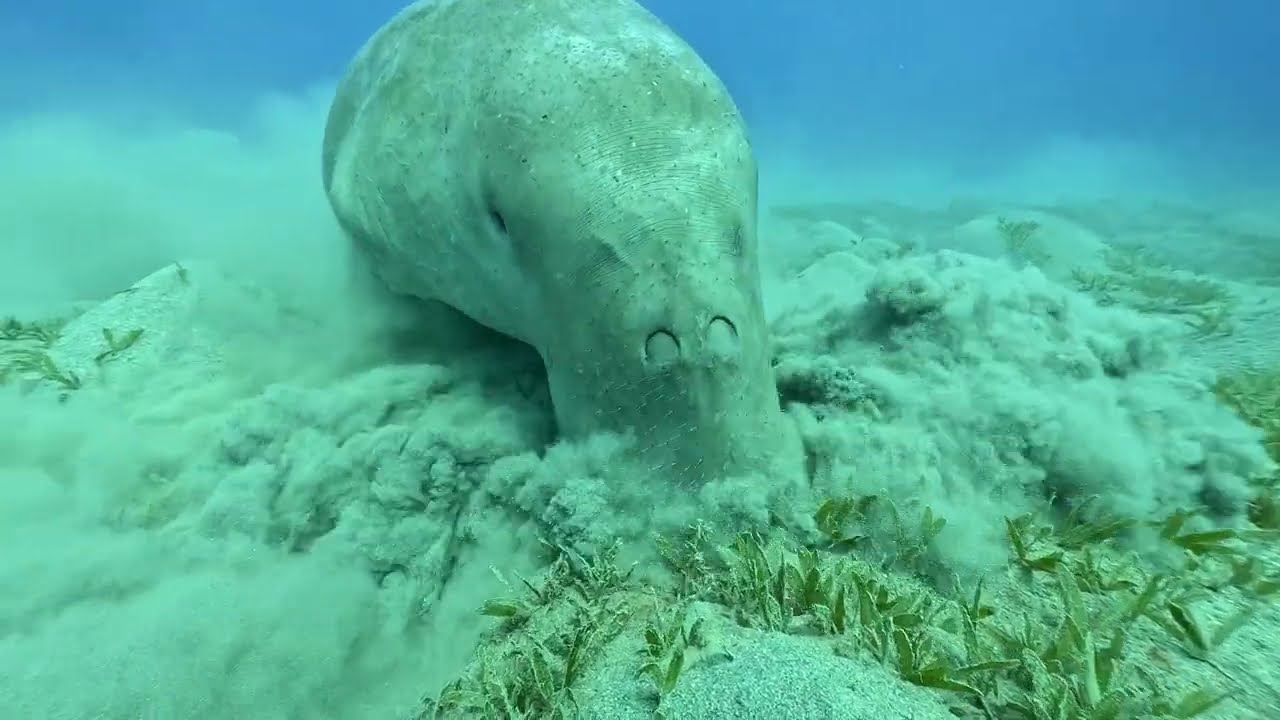 Egypt 2025 dugong 4K