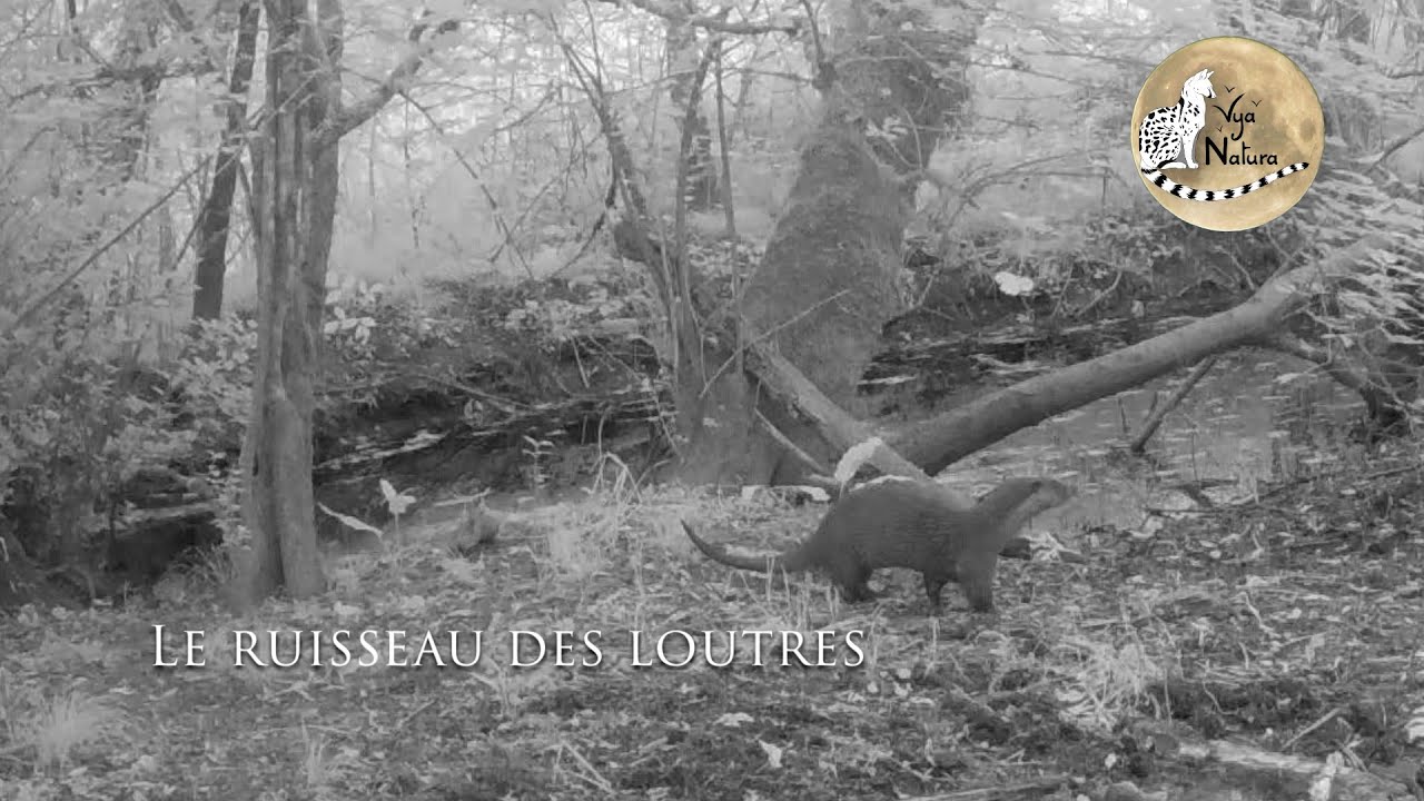 Le ruisseau des loutres