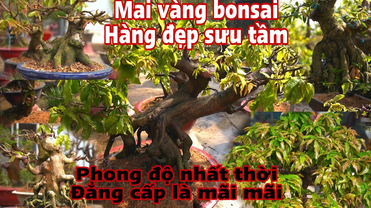 Vườn mai vàng bonsai vip p3 - sau 1 tháng chăm sóc sẽ phát triển như thế nào ? _ vườn mai vàng