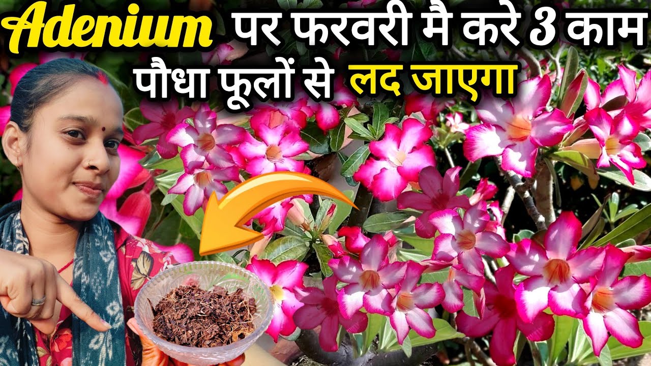Dormency के बाद एडिनियम को चाहिए बस इतना सा ध्यान ओर एक खाद।Superfood for adenium plant. Desert Rose
