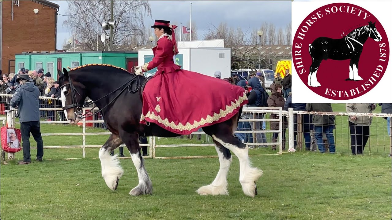 CONCOURS D'ELEGANCE! National Shire Horse Show in ENGLAND (Episode 4) Apollo The Shire