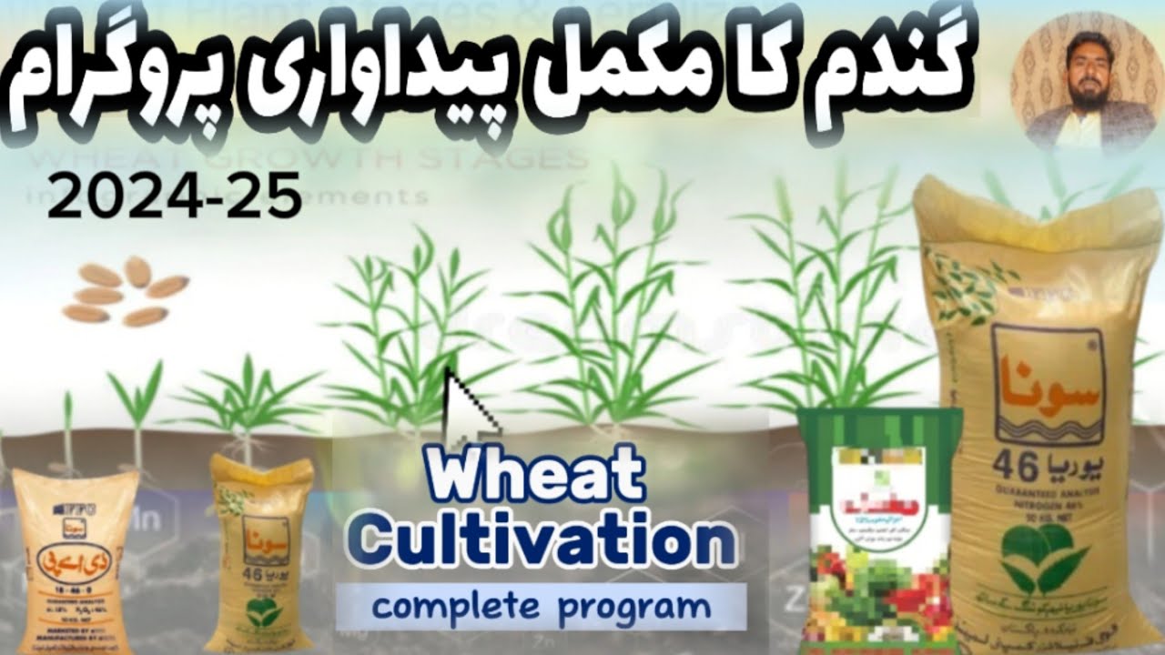 Wheat cultivation || Comprehensive Guide to Wheat Production & Fertilizer Planning