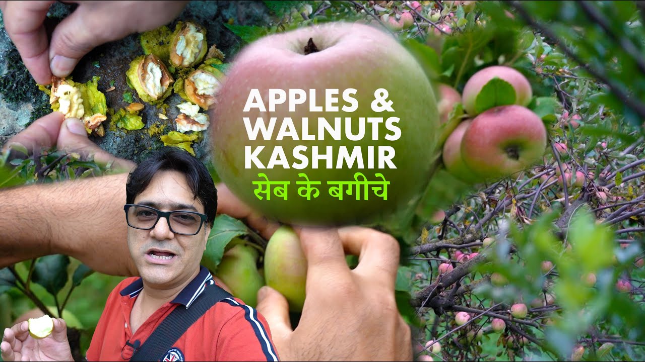 Kashmiri Apple Orchard In Srinagar | Fresh Apples in Garden | Apple Bagh In Srinagar Kashmir