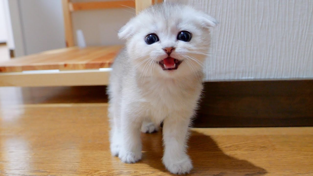 Kittens who are late for meals will appear complaining.