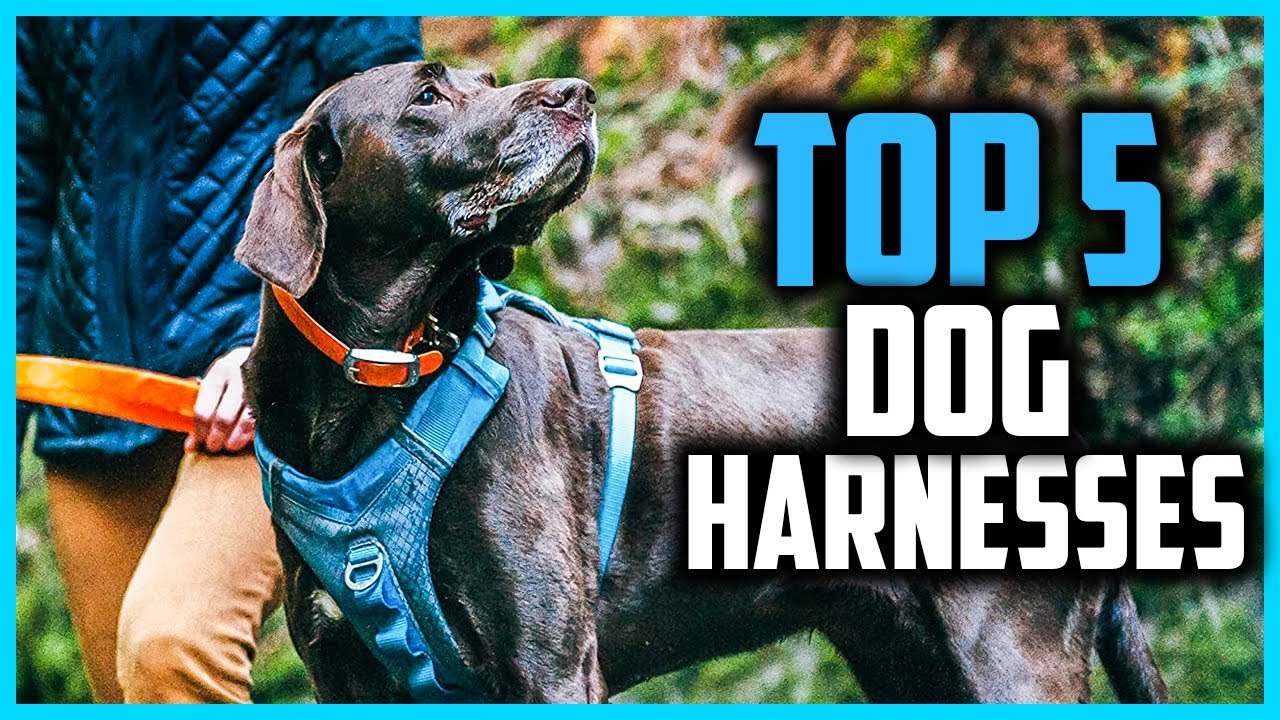 ✅ Top 5 Best Dog Harnesses for Hiking of 2024