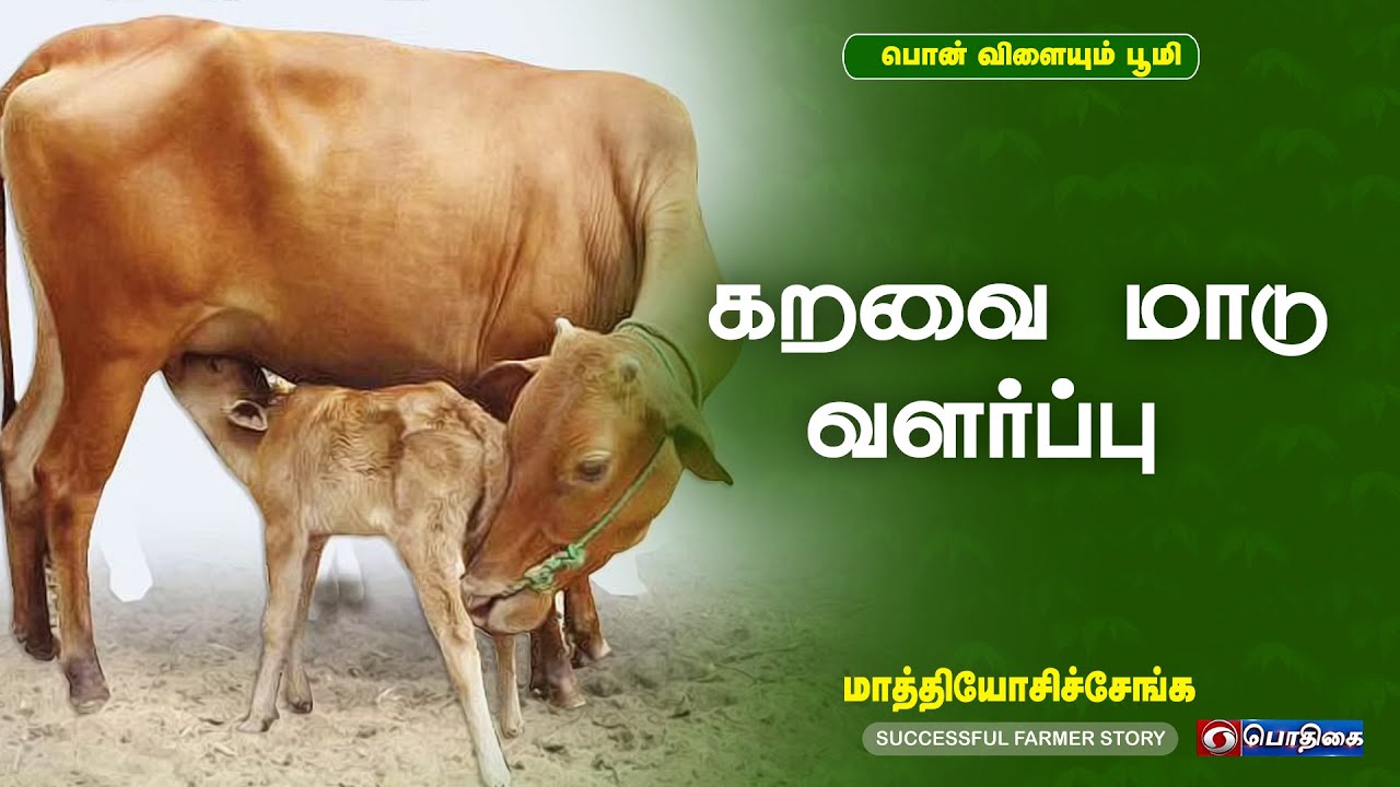கறவை மாடு வளர்ப்பு | Successful Farmer Story  | 09 - 05 -2022