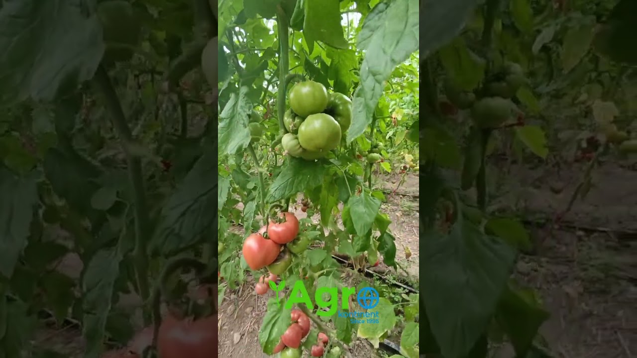 Pink Van, Pink One, Пин Ван