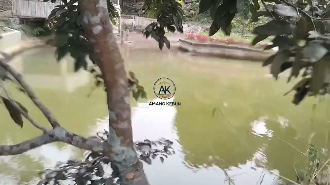 DI JUAL KOLAM IKAN BESERTA RUMAH DAN SAWAH‼️