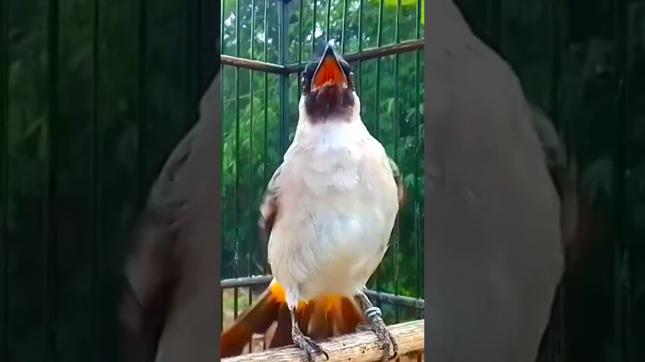 Suara pancingan burung kutilang gacor garuda