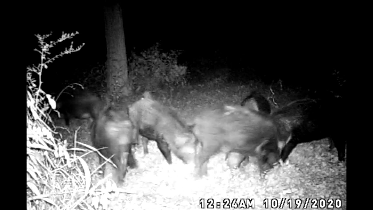 Wild Hog Invasion 2020