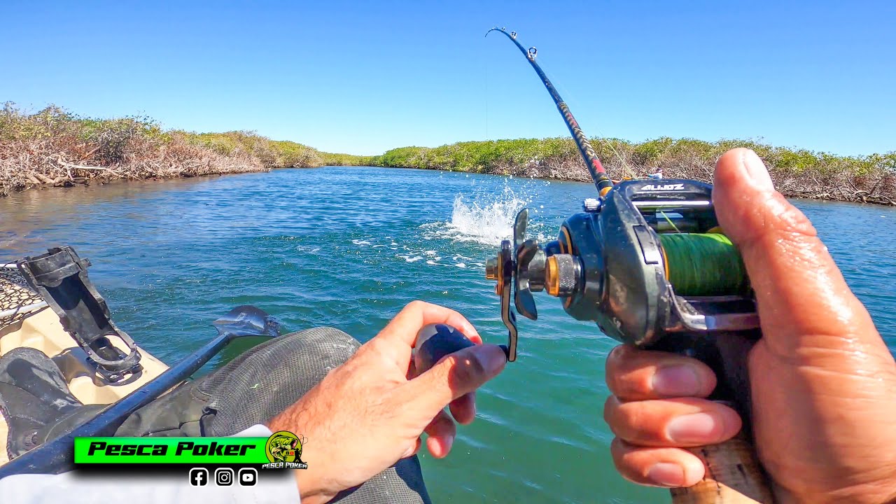 PESCA de PARGOS, ROBALOS y CORVINAS en MANGLAR // el MEJOR ESTERO de BCS!!