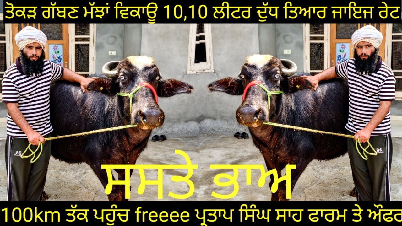 #ਤੋਕੜ ਗੱਬਣ ਮੱਝਾਂ #ਸੱਜਰ ਸੂਈ ਮੱਝ ਵਿਕਾਊ ਜਾਇਜ ਰੇਟ 3 animals for sale #best #qulity #bufflo #viralvideo 