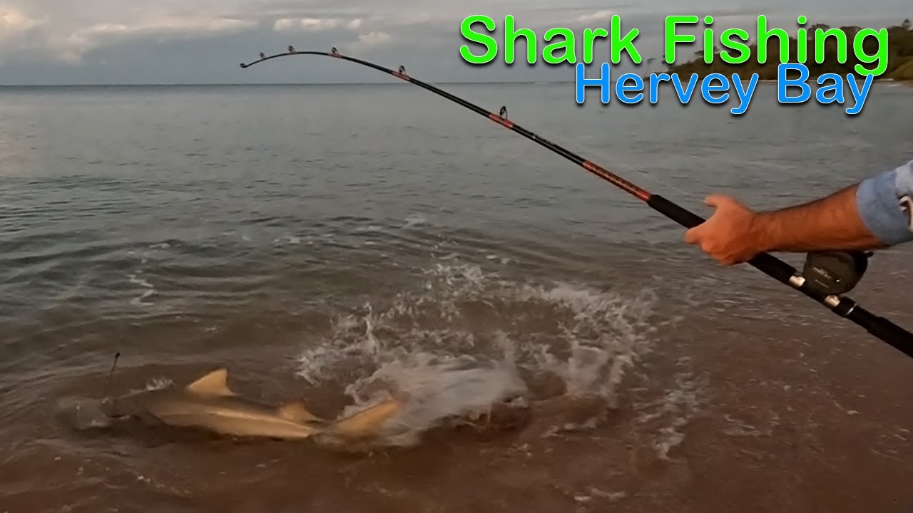 Land Based Shark Fishing Hervey Bay