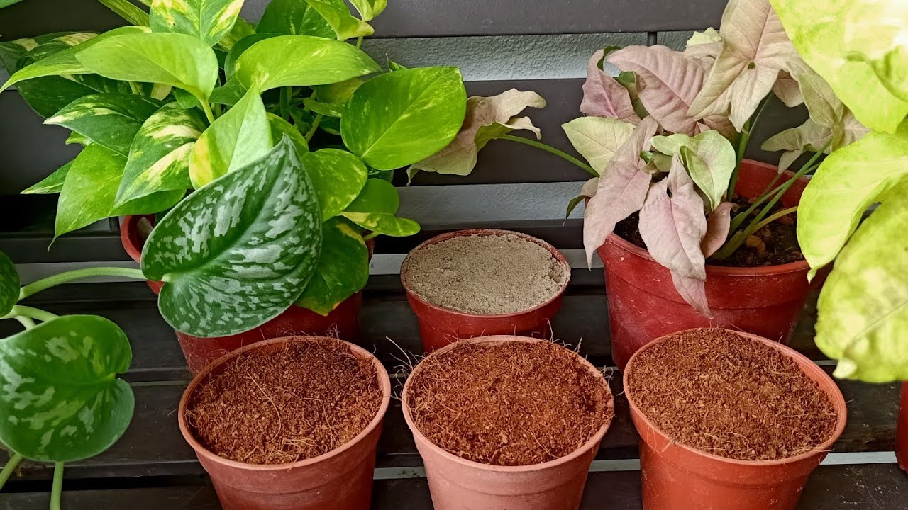 My Best Potting Mix For Pothos & Syngonium (Only 2 Ingredients)